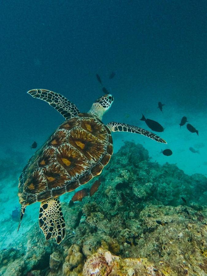 Beach Stone グリ エクステリア 写真